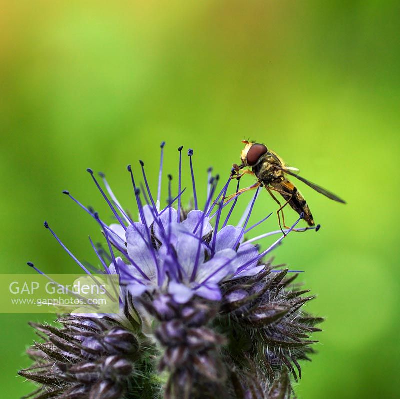 A hover fly feeds on the flowerhead of Phacelia tanacetifolia, an annual loved by beneficial insects 
