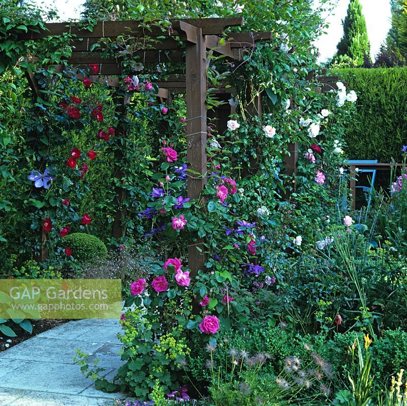 Timber pergola with Rosa Morning 'Jewel', Clematis 'The President', red R. 'Dortmund', pink R. 'New Dawn', deep pink R. 'Handel' and white R. 'Iceberg'.