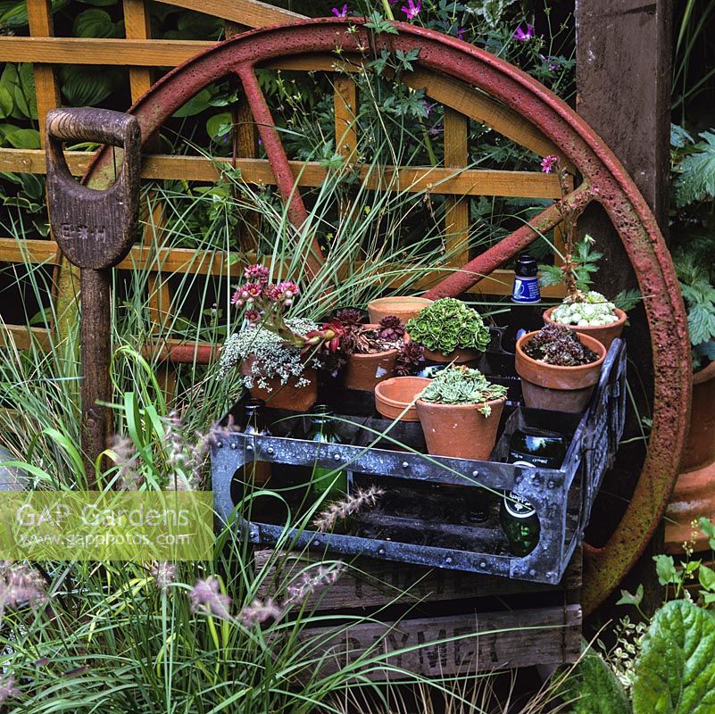 Old iron wheel behind create filled with diminutive terracotta pots of succulents. Old wooden handled fork protrudes from grasses.