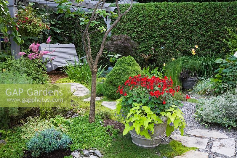 Pink Astilbes next to a footbridge and grey painted wooden swing bench underneath a pergola decorated with red Fuchsia flowers in a hanging basket and red Pelargonium - Geraniums with Ipomoea batatas in planter in backyard garden in summer, Jardin Secret garden, Quebec, Canada