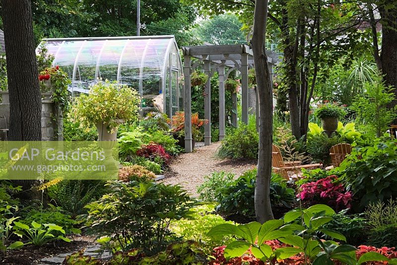 Cedar mulch path leading to greenhouse and gray painted wooden pergola underplanted with orange Begonia boliviensis 'Santa Cruz' flowers and Cimicifuga racemosa - Cohosh and Rodgersia plants in foreground in backyard garden in summer, Jardin Secret garden, Quebec, Canada