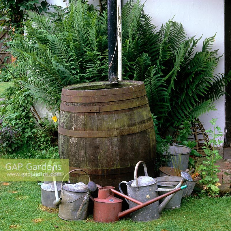 Wooden barrel makes a good water butt, collecting rain water to fill surrounding watering cans.