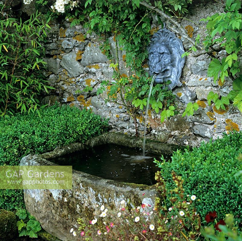 Ancient stone trough fed by lion spout, and edged in box, erigeron and bamboo.