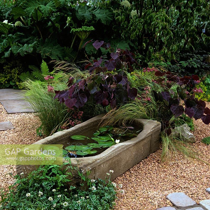 Water lilies grown in shallow, stone trough set on gravel amidst grasses, cotinus, fern and astrantia.