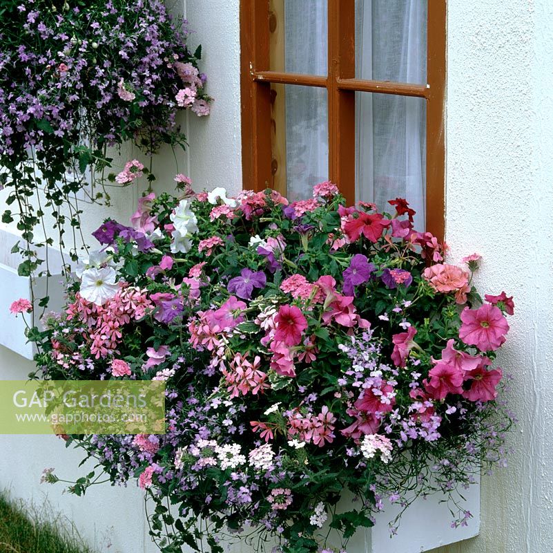 Window boxes planted with Blue trailing lobelia. Pink trailing verbena and Pelargonium Decora Rose. Petunia Express. Foliage - nepeta, Plectranthus coleoides Variegatus.