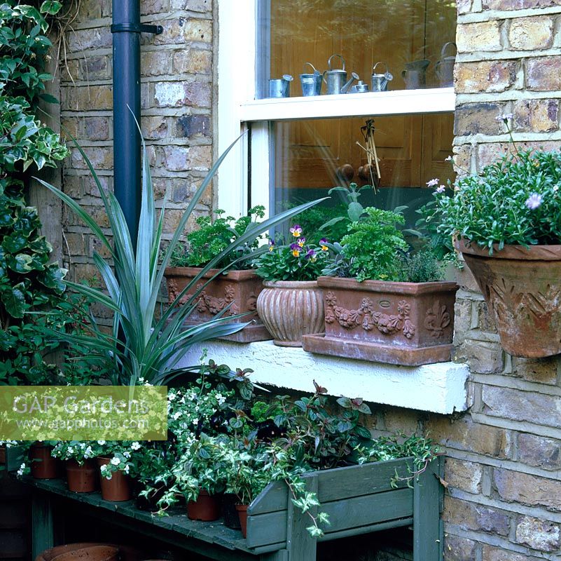 Kitchen window sill has pots of parsley, viola, sage and thyme above planting table.