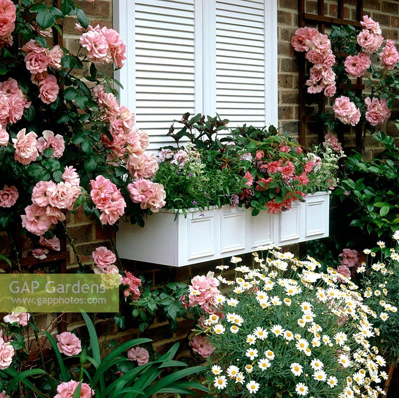 Below white shuttered window, a window box of begonia, petunia and lobelia is flanked by pink climbing Rosa Albertine .