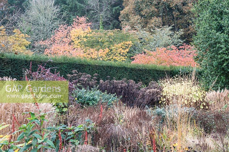 The Hot Garden at RHS Rosemoor with autumn tints of ornamental cherries adding to the scene beyond a yew hedge echoing the orange spikes of Salvia confertiflora.