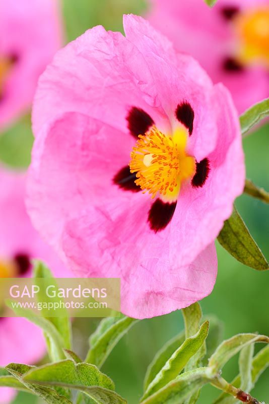 Cistus x purpureus AGM - Purple-flowered rock rose
