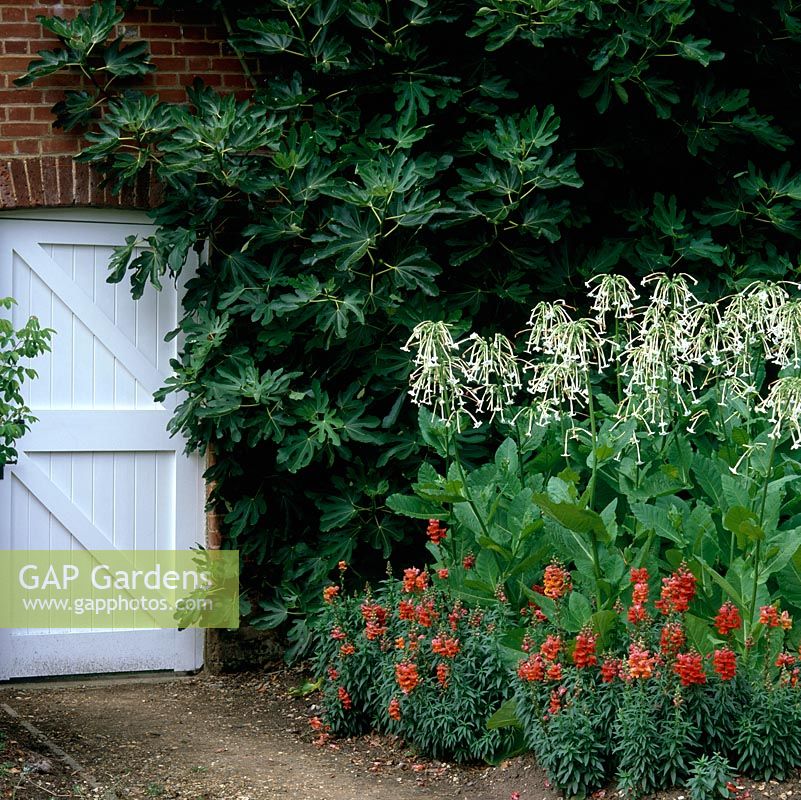 Old white wooden door in brick wall edged by fig and bed of Antirrhinum majus 'Ribbon Bronze' with Nicotiana sylvestris 'Only the Only'