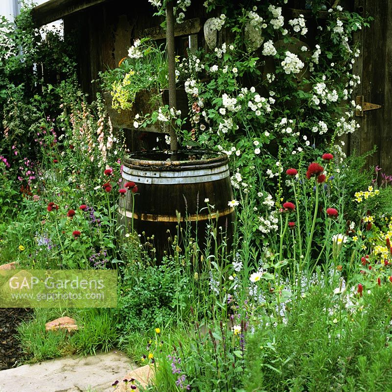 Wooden barrel create water butt fed by downpipe to collect water from shed roof. Edged in roses, cirsium, foxgloves and ragged robin.