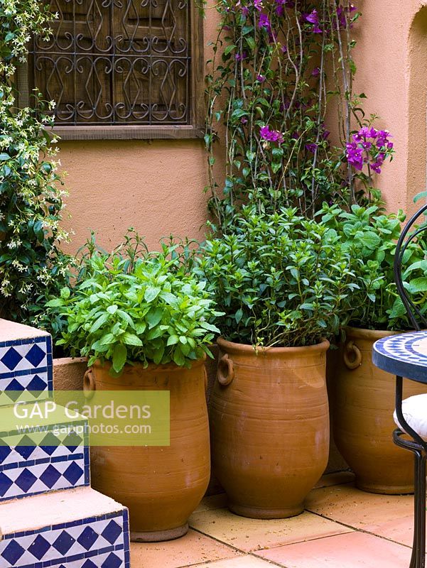 Moroccan courtyard with terracotta pots containing different varieties of mint.