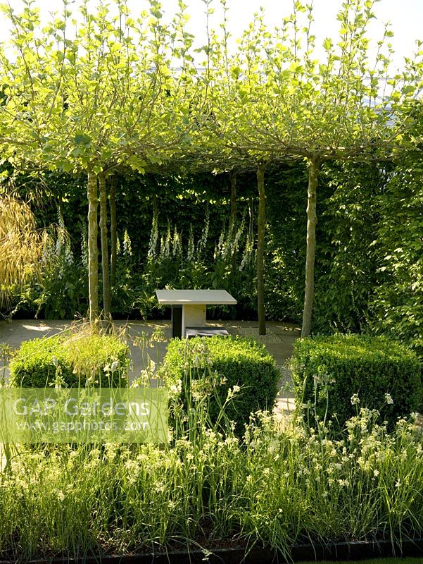 Clipped cubes of box, pleached hornbeam hedges and umbrella-shaped plane trees enclose a shaded seating  area. Beds of foxglove, fern, bamboo and nectaroscordum.