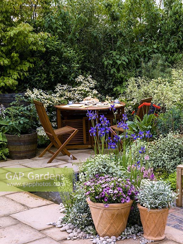 Quiet corner with table set for tea by hydrangea. Sunken pool and fountain edged in iris, dogwood foliage and pots of gazania and diascia. Left: Tomato in barrel.