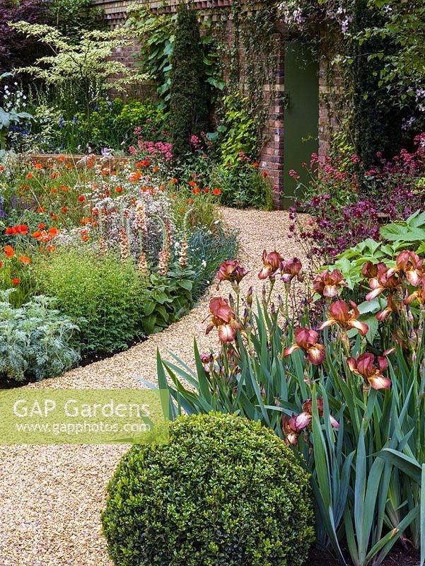 Gravel pathway through garden. Box ball, Iris 'Kent Pride' and aquilegia  'Ruby Port' Door edged in clematis. Verbascum 'Helen Johnson', poppy, cow parsley, salvia. 