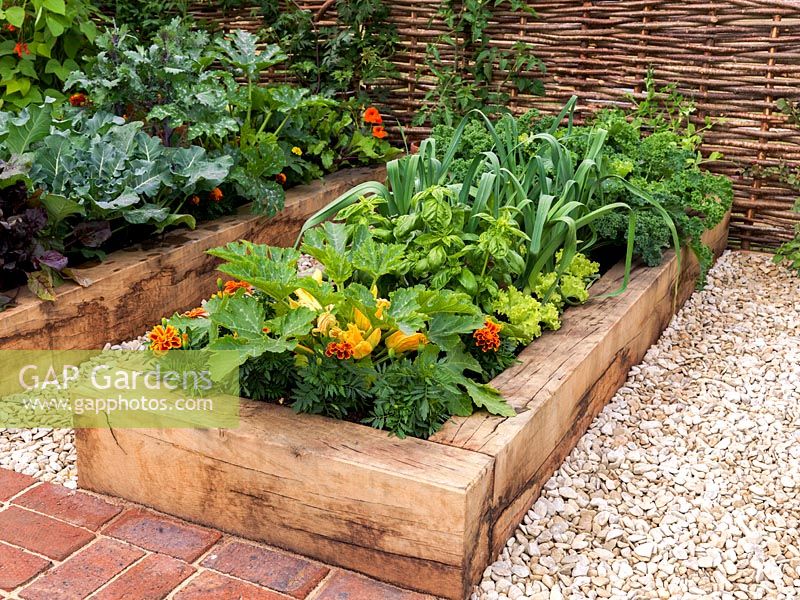In potager, raised bed of herbs and vegetables - courgettes, leeks, lettuce, curly kale and basi. French marigolds as companion planting to deter pests.