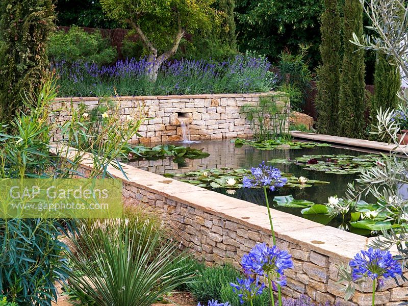 Raised pool, clad in dry stone walls, is home to water lilies. Mediterranean style garden with lavender, agapanthus, cypress, olive, oleander, rosemary and restio.
