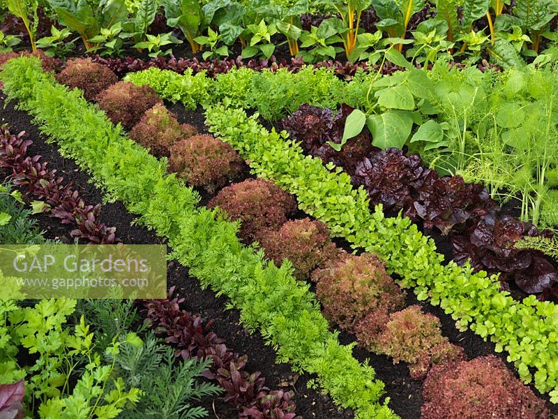 Vegetable beds with rows of carrots, lettuce, parsley, beetroot, chard, peppers and beans.