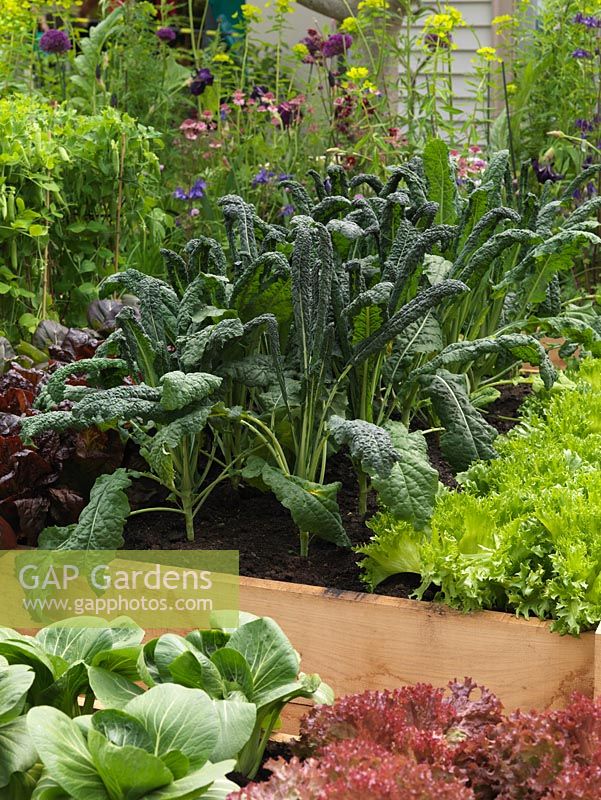 Raised vegetable beds planted with rows of lettuce - Nymans, Lollo Rosso and Frilled, peas, pak choi,  and Cavolo nero, an Italian form of cabbage.