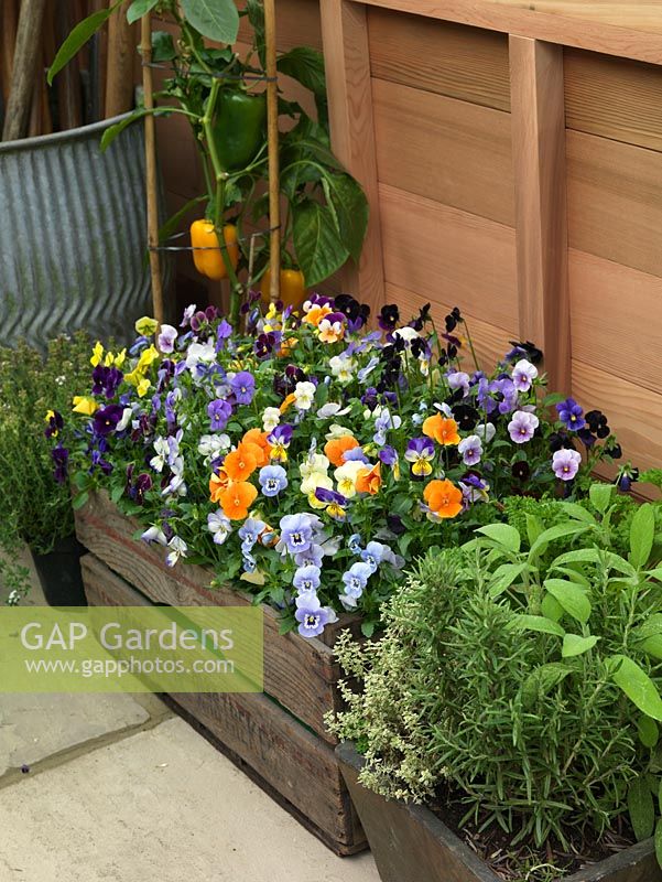Box of mixed pansy plants, herbs and peppers in corner of potting shed.
