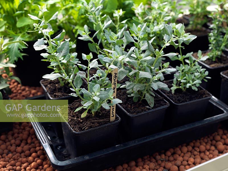 Young Orache plants growing in a greenhouse,