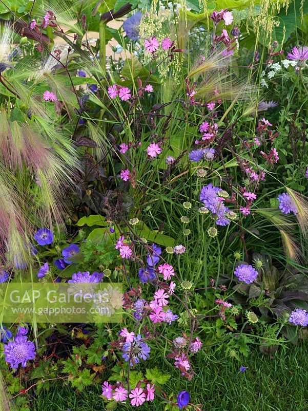 An insect friendly border containing Scabiosa caucasica, Silene dioica and Hordeum jubatum.