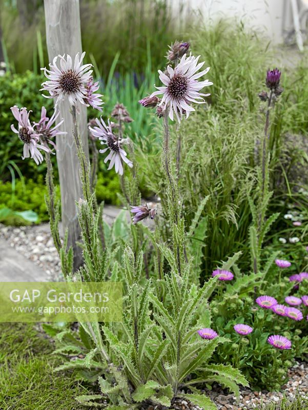 Berkheya purpurea, the African thistle, is a fast-growing perennial with a dense clump of prickly foliage and attractive pale purple flowers.