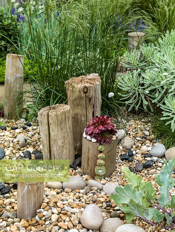 A seaside inspired border with weathered posts and beach pebbles. Planted with Sedum, variegated Euphorbia and Sea Kale.
