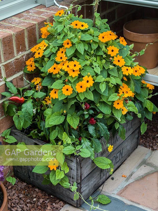 A wooden crate used as a small raised bed for for Chillies planted with Black eyed Susan.