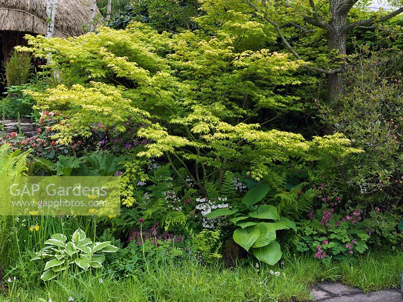 Acer 'Katsura' in a woodland garden underplanted with Primula bulleyana, hosta, ferns and Dicentra.