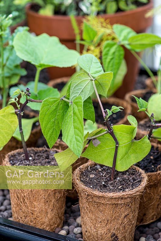 Young runner bean plants growing in biodegradable pots.