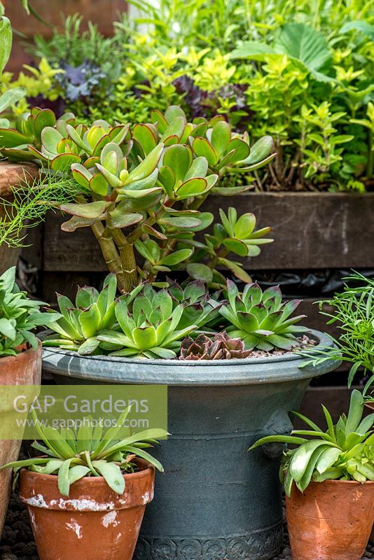 Tender succulents, Crassula and Echeveria, grown under cover in a greenhouse.