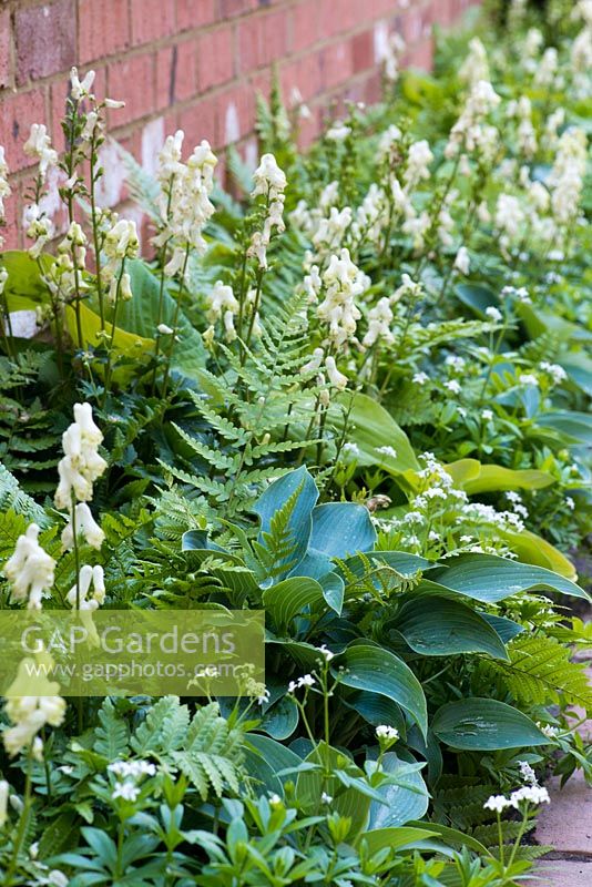 Shade tolerant planting of Hosta, fern, Gallium odoratum and Corydalis