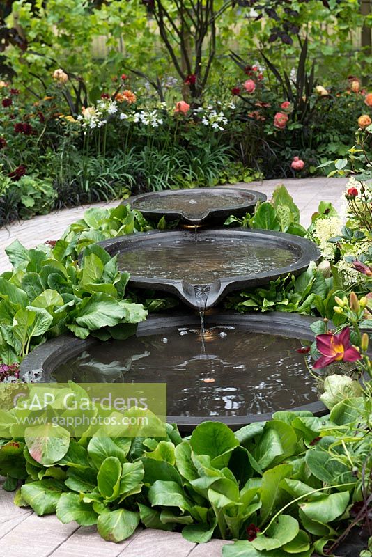 A contemporary water feature surrounded by Bergenia.