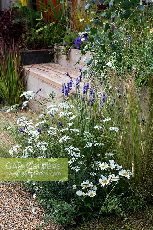 Thriving in a gravel garden, a blend of white Ammi manjus and anthemis with blue lavender and Stipa tenuissima.