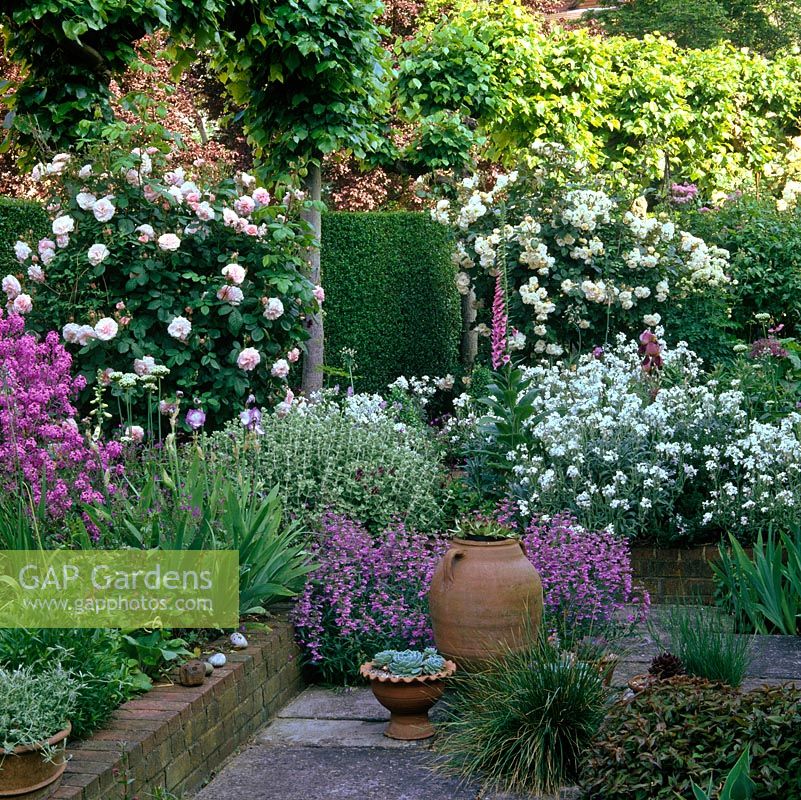 On left, Rosa Fritz Nobis and purple Hesperis matronalis. To right, fragrant white stock - Matthiola incana above penstemon. Behind, Rosa Penelope and pleached lime hedge.