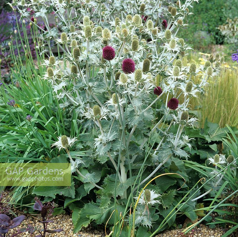 A clump of silvery Eryngium giganteum has merged with dark red  Allium drummondii in a drought tolerant gravel garden. Behind, agapanthus and ornamental grasses. Lovely contrast of maroon and silver.