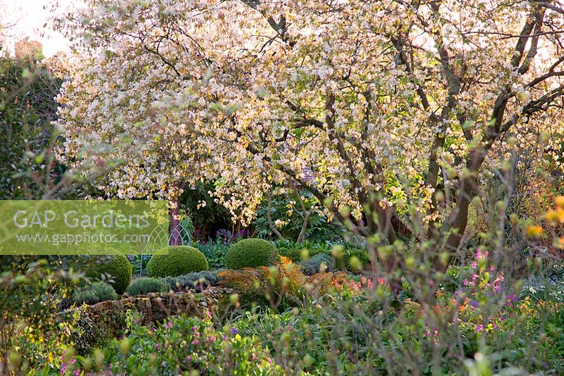 Amelanchier lamarckii blossom in woodland garden with colourful spring planting and Box balls 