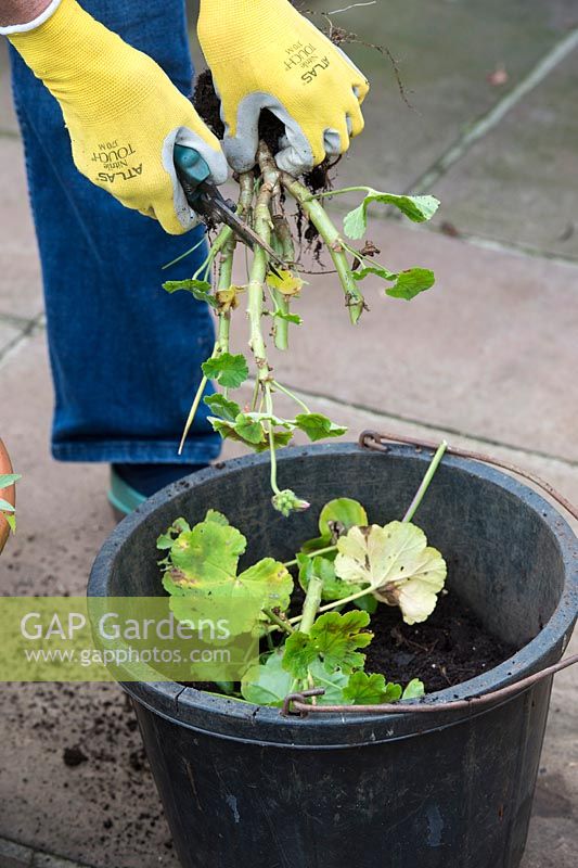 Gardener cutting up Geraniums into a waste bucket in autumn - October - Oxfordshire
