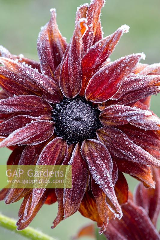 Rudbeckia 'Cherokee Sunset' covered in an autumn frost - November - Oxfordshire