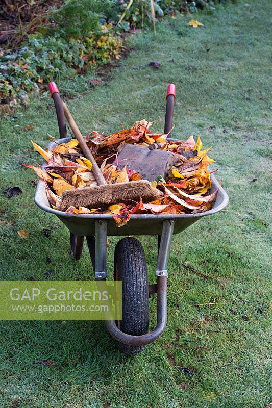 Collecting fallen autumn leaves in a wheelbarrow on a frosty lawn - November - Oxfordshire