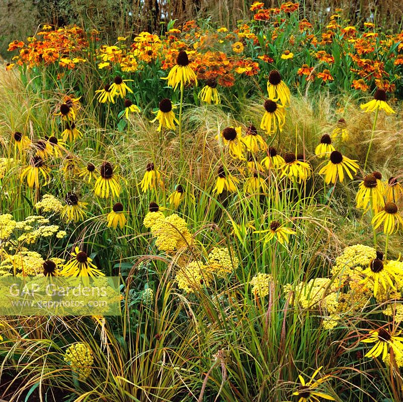 Late summer bed of Stipa tenuissima, Carex comans, Achillea filipendulina, Helenium Rotgold and coneflower. Yellow and orange colour theme