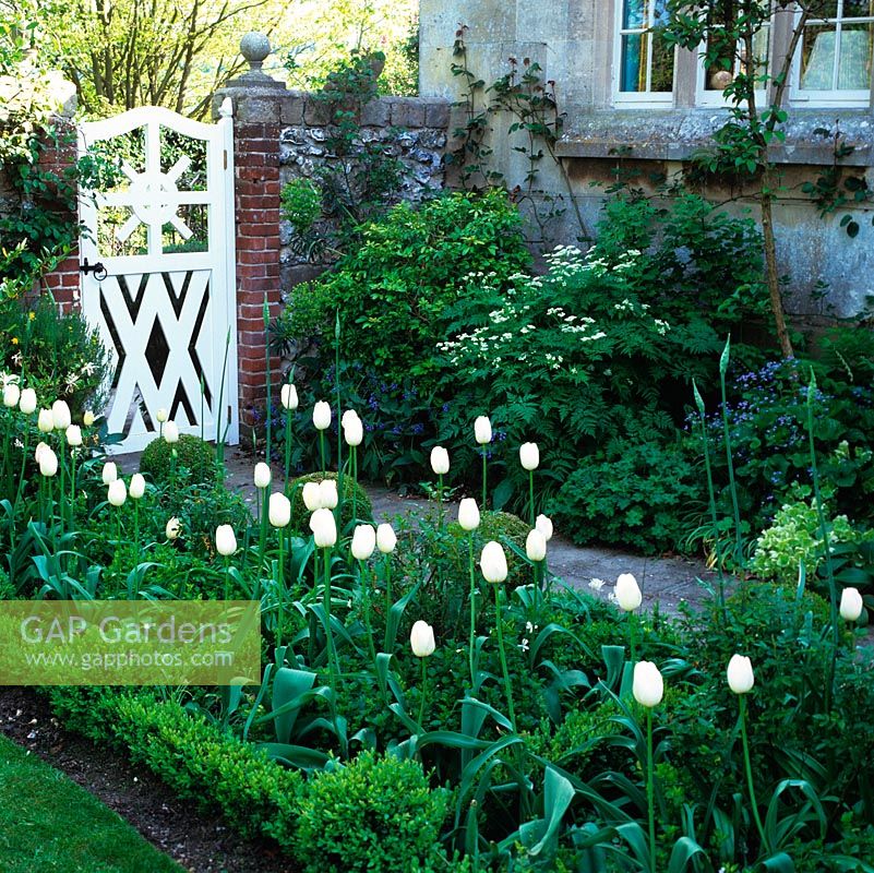 White Tulipa Maureen rise above box balls, edging path leading to white, wooden gate.