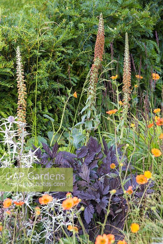 Digitalis parviflora and Geum 'Totally Tangerine' underplanted with an Actaea. Hampton Court Flower Show 2014. Garden: The Bounce Back Foundation Garden - Untying the Knot. Designer: Frederic Whyte. Sponsor: The Bounce Back Foundation