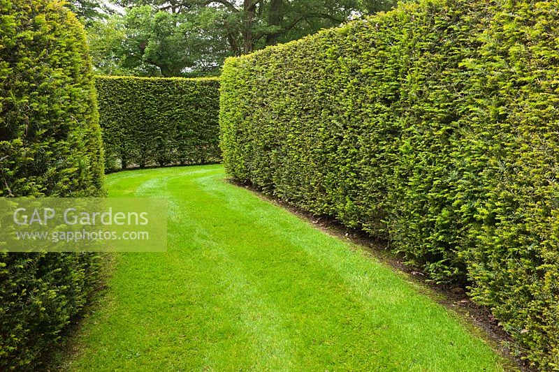 Grass paths leading through Taxus baccata - Yew hedges at Farleigh House, Hampshire