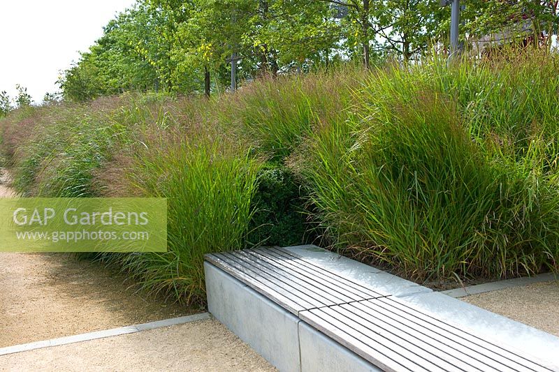 Planting of Miscanthus in the Queen Elizabeth Olympic Park, London