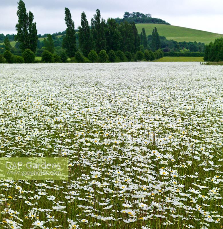 Dull grassland has been transformed into a wildflower meadow of ox-eye daisies - Leucanthemum vulgare, a community meadow near Wittenham Clumps - Castle Hill and Round Hill topped with beech trees on the horizon.
