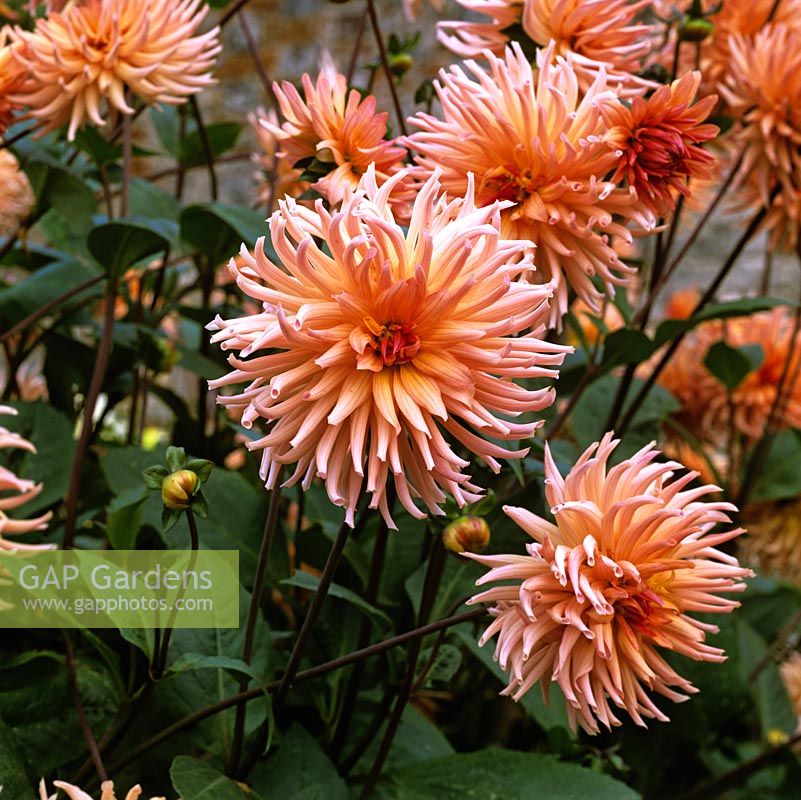 Dahlia 'Preference', semi-cactus flowered, bears orange flowers from late summer until autumn. September