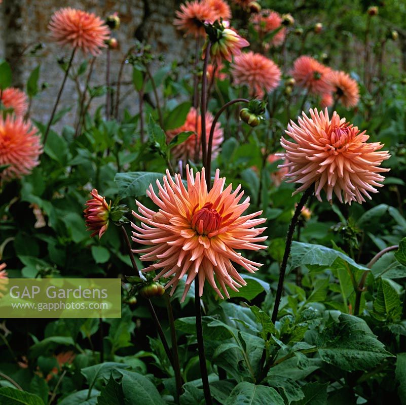 Dahlia 'Preference', semi-cactus-flowered, bears orange pink flowers from late summer until autumn. TSeptember