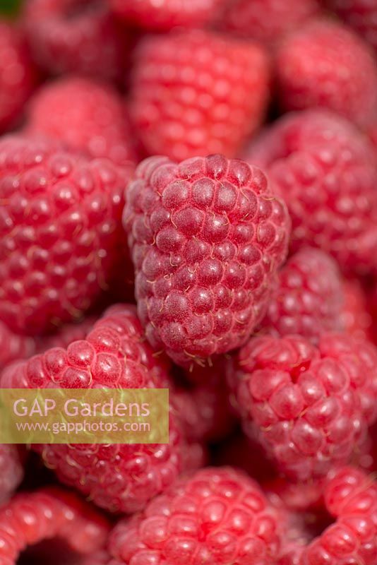 Raspberry 'Sugana', a late fruit, with tall bushes bearing heavy crops of luscious red berries.